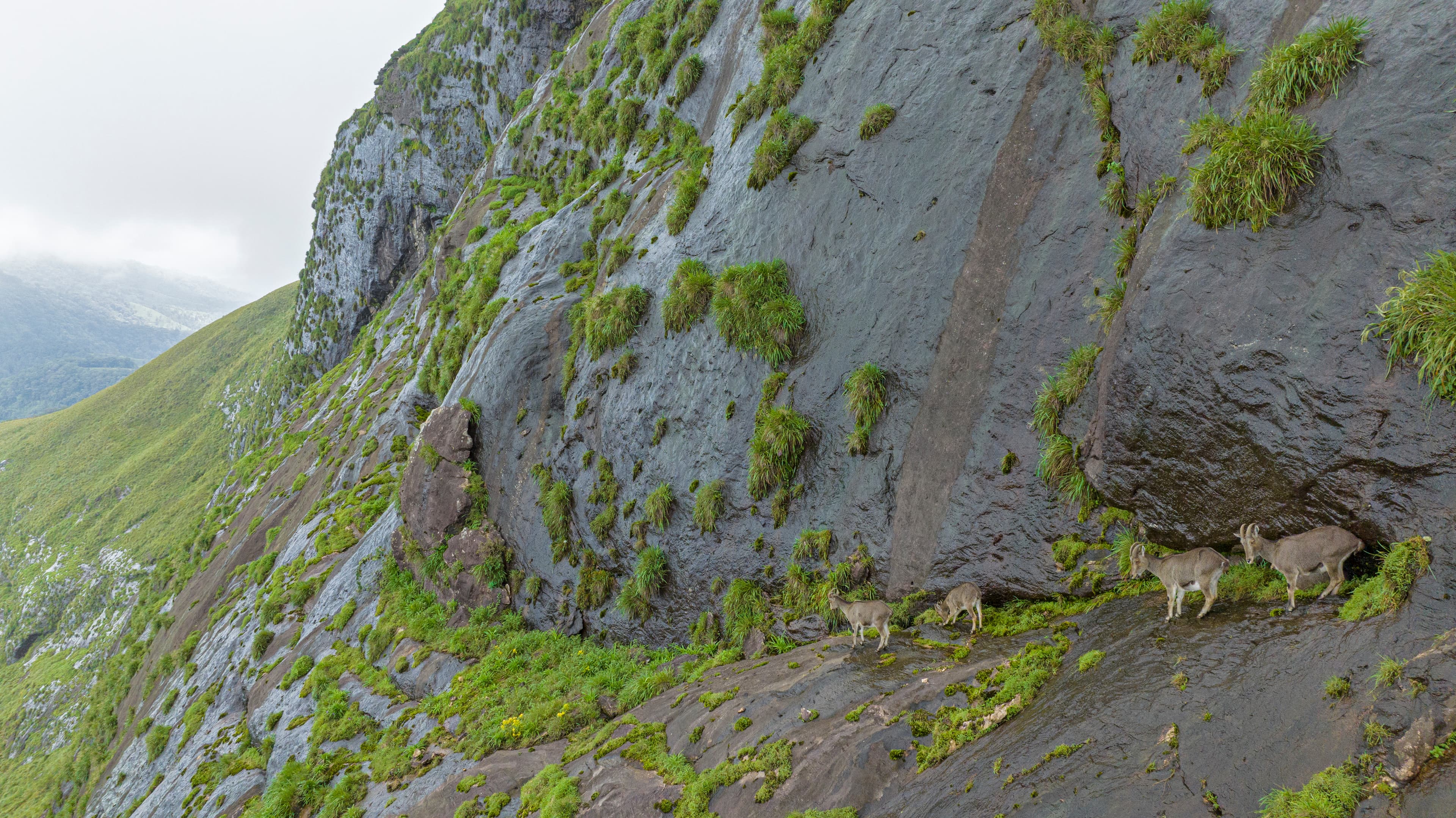 Nilgiri Tahr habitat
