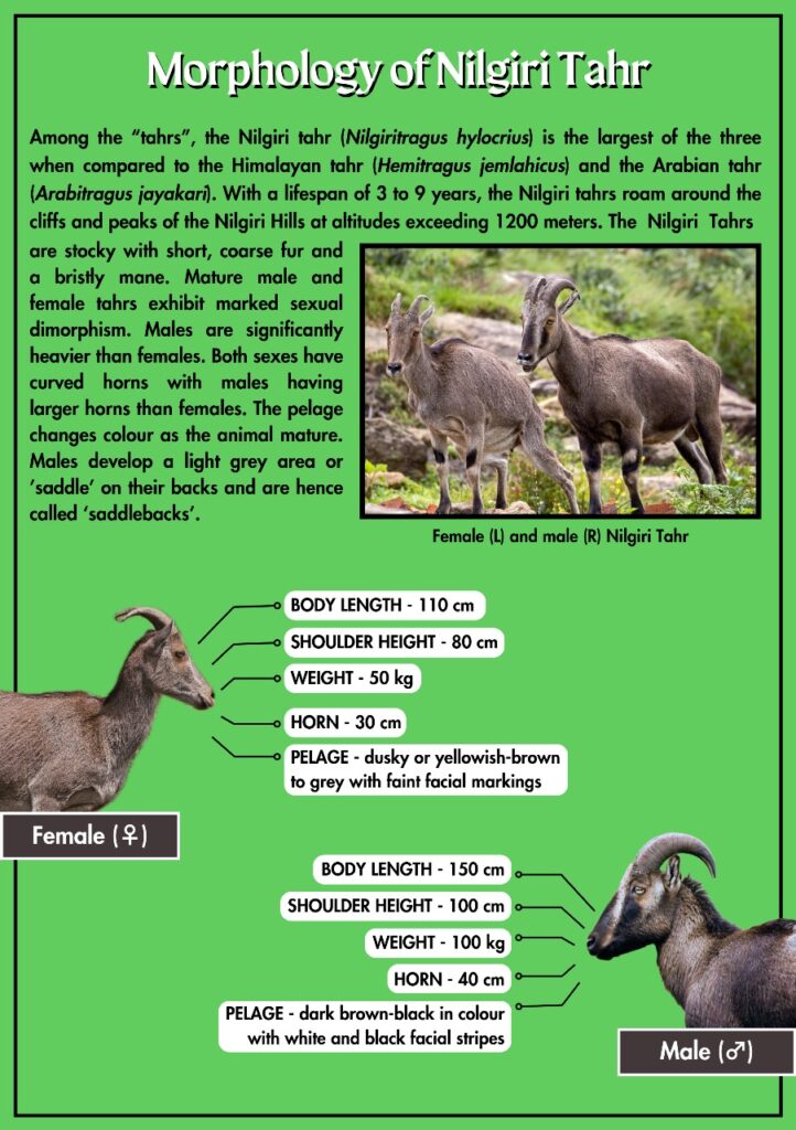 Morphology of Nilgiri Tahr